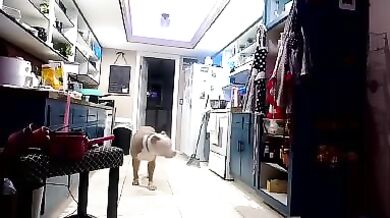 1800fuckyu - Porn Video [Cam4]: mesmerizing diva, popular internet personality, captivating buttocks