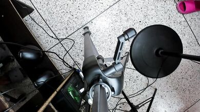 Royalkitchen - Porn Video [Cam4]: perfectly sculpted posterior, radiant glutes, perky assets