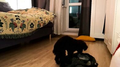 Watch Kristys piritedaway tease & punish her skinny femdom pussy with a leaky cam