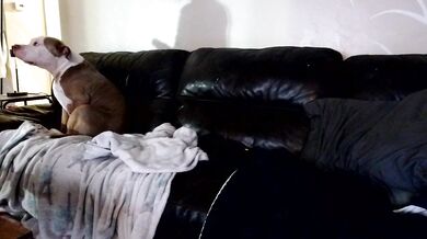 1800fuckyu - Porn Video [Cam4]: webcast replay, luscious bust, elegant allure