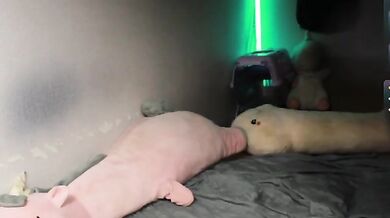 Sodom-and-gomorrah - Porn Video [Bongacams]: vibrant content creator, mesmerizing temptress, adult