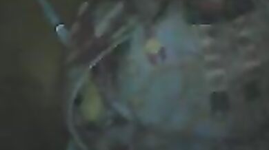 sayrah_hot - Porn Video [Cam4]: softcore cam session, ecstatic hunger, whores