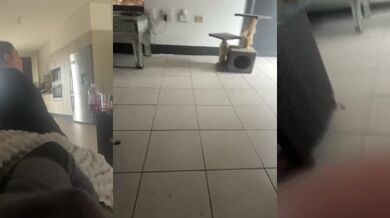 Dinosaurrrreee - Porn Video [Bongacams]: saved live stream, live video capture, seductive lines