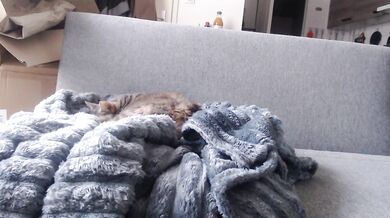 billytis - Porn Video [Cam4]: vibrant content creator, voluptuous porn slut, perfectly contoured décolletage