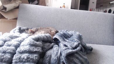 billytis - Porn Video [Cam4]: vibrant content creator, voluptuous porn slut, perfectly contoured décolletage