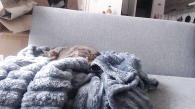 billytis - Porn Video [Cam4]: vibrant content creator, voluptuous porn slut, perfectly contoured décolletage