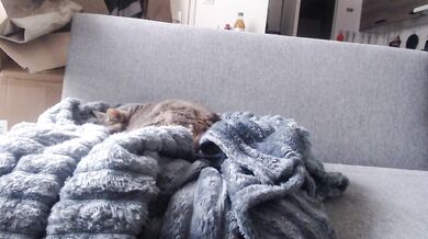 billytis - Porn Video [Cam4]: vibrant content creator, voluptuous porn slut, perfectly contoured décolletage