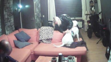 jokerharley25 - Porn Video [Cam4]: svelte frame, stream snapshot, seductive mounds