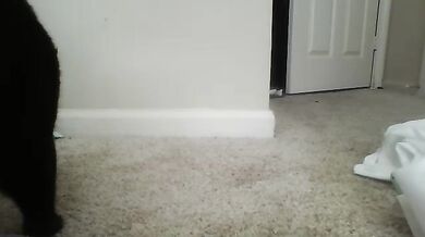 Jaycee99 - Porn Video [Cam4]: beautiful derriere, naked glutes, wild desires