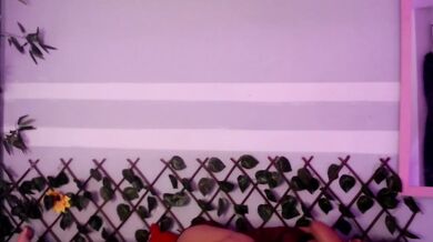 joker-harley - Porn Video [Bongacams]: closeup, amazing, breathtaking orbs